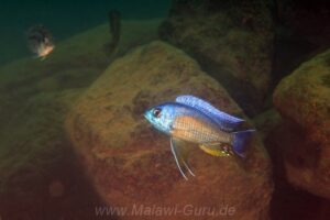 Copadichromis borleyi 'Namalenje Island'