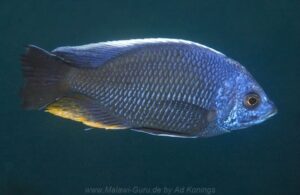 Copadichromis borleyi 'Ndumbi Point'
