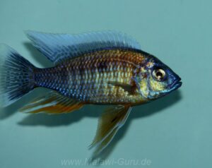 Copadichromis borleyi 'Nkanda'