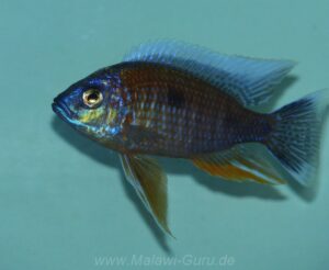 Copadichromis borleyi 'Nkanda'