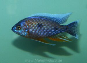 Copadichromis borleyi 'Nkanda'