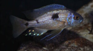 Copadichromis borleyi 'Nkhomo Reef'