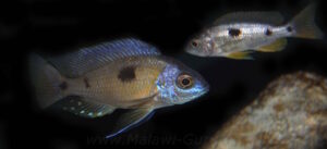 Copadichromis borleyi 'Nkhomo Reef'