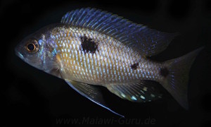 Copadichromis borleyi 'Nkhomo'