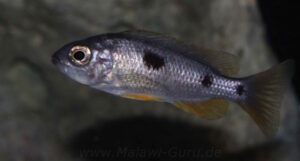 Copadichromis borleyi 'Nkhomo Reef'