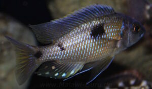 Copadichromis borleyi 'Nkhomo'