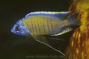 Copadichromis borleyi 'Nkhungu Reef'
