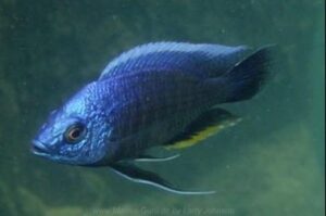 Copadichromis borleyi 'Otter Point'
