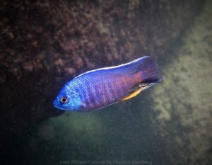 Copadichromis borleyi 'Otter Point'