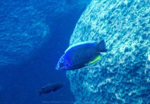Copadichromis borleyi 'Taiwanee Reef'