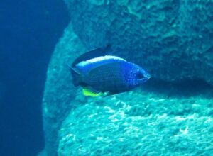 Copadichromis borleyi 'Taiwanee Reef'