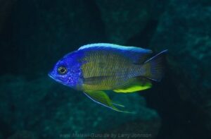 Copadichromis borleyi 'Taiwanee Reef'