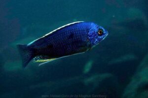 Copadichromis borleyi 'Thumbi West Island'