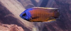 Copadichromis borleyi 'Usisya'