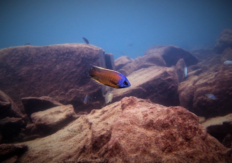 Copadichromis borleyi 'Usisya''Usisya' im Malawisee Copadichromis borleyi 'Usisya'