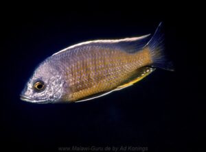 Copadichromis borleyi Arten