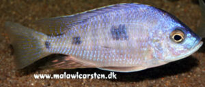 Copadichromis chizumuluensis 'Chizumulu Island'
