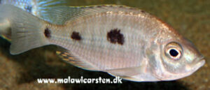 Copadichromis chizumuluensis 'Chizumulu Island'