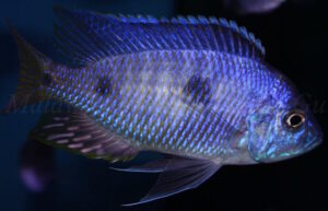Copadichromis chizumuluensis 'Chizumulu Island'