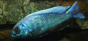 Copadichromis chrysonotus 'Boadzulu Island'