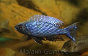 Copadichromis chrysonotus 'Boadzulu Island'