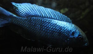 Copadichromis chrysonotus 'Boadzulu Island'