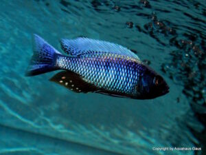 Copadichromis chrysonotus 'Liuli'