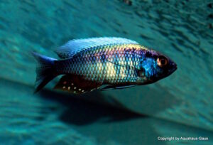 Copadichromis chrysonotus 'Liuli' - Galerie Copadichromis chrysonotus 'Liuli'