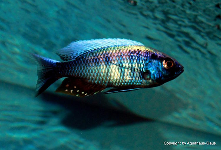 Copadichromis chrysonotus 'Liuli''Liuli' Copadichromis chrysonotus 'Liuli'