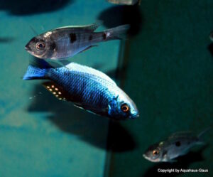 Copadichromis chrysonotus 'Liuli'