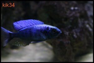 Copadichromis chrysonotus 'Mumbo Island' - Galerie Copadichromis chrysonotus 'Mumbo Island'
