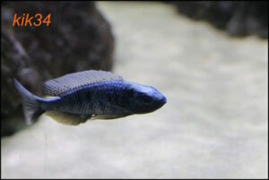 Copadichromis chrysonotus 'Mumbo Island'