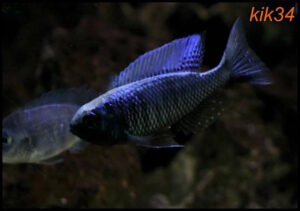 Copadichromis chrysonotus