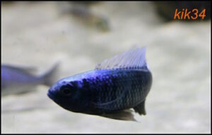 Copadichromis chrysonotus 'Mumbo Island'