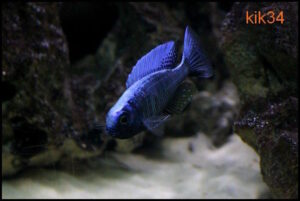 Copadichromis chrysonotus 'Mumbo Island'