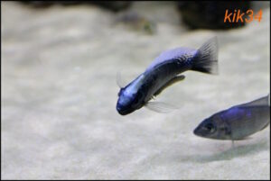 Copadichromis chrysonotus 'Mumbo Island'