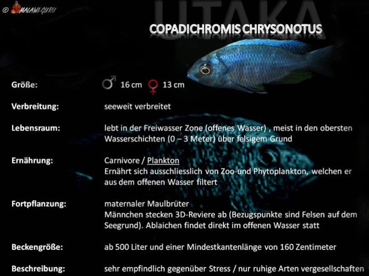 Copadichromis chrysonotus - Grafik Copadichromis chrysonotus