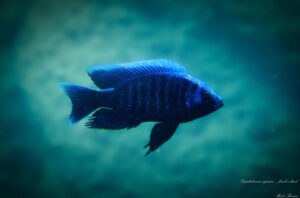 Copadichromis cyaneus 'Jumbo Island''Jumbo Island' Copadichromis cyaneus 'Jumbo Island'