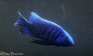 Copadichromis cyaneus