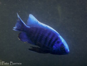 Copadichromis cyaneus 'Mumbo Island' - Galerie Copadichromis cyaneus 'Mumbo Island'