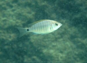Copadichromis cyaneus 'Mumbo Island'