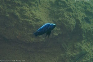 Copadichromis cyaneus 'Namalenje Island''Namalenje Island' - Galerie Copadichromis cyaneus 'Namalenje Island'