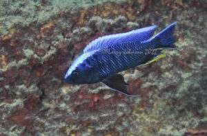 Copadichromis cyaneus 'Ndomo Point''Ndomo Point' - Galerie Copadichromis cyaneus