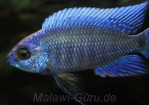 Copadichromis cyaneus 'Zimbawe Rock'
