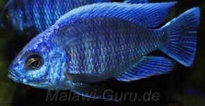 Copadichromis cyaneus