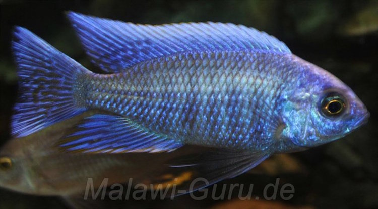 Copadichromis cyaneus 'Zimbawe Rock''Zimbawe Rock' Copadichromis cyaneus 'Zimbawe Rock'