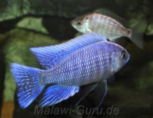 Copadichromis cyaneus 'Zimbawe Rock'