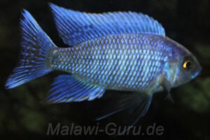 Copadichromis cyaneus 'Zimbawe Rock'