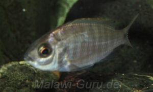 Copadichromis cyaneus 'Zimbawe Rock'