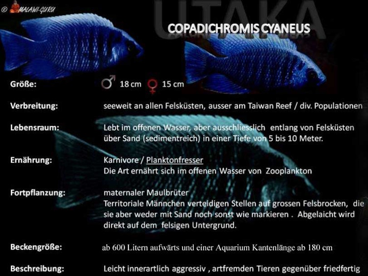Copadichromis cyaneus - Grafik Copadichromis cyaneus